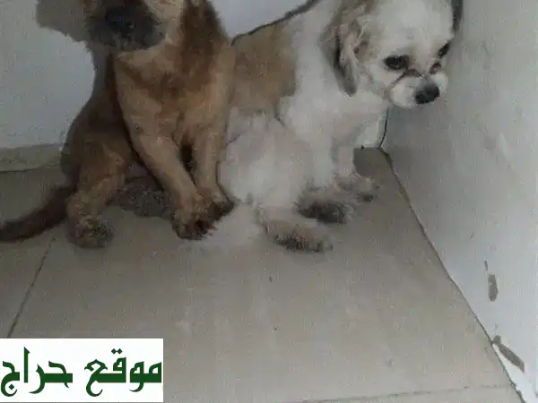 فرصة ذهبية: كلبان وفيّان للبيع بـ شارع المعارض | لظروف السفر وعدم التفرغ 2
