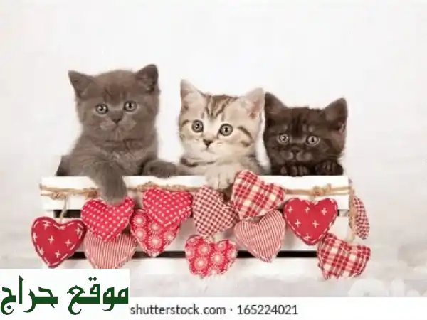فرصة نادرة: قطط بريطانية (بريتش شورت هير) أصيلة بعمر شهرين - كيوت وصحية! 2