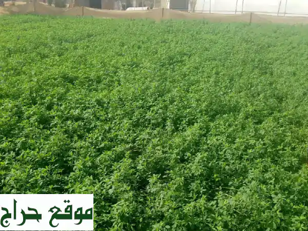 مزارع مصري خبير: 7 سنوات احتراف في الجت، الري، تنسيق الحدائق | جاهز للعمل فوراً 2