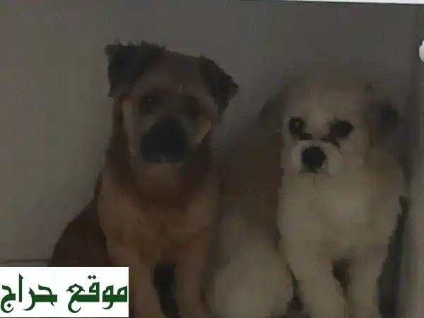 فرصة ذهبية: كلبان وفيّان للبيع بـ شارع المعارض | لظروف السفر وعدم التفرغ 4