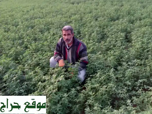 مزارع مصري خبير: 7 سنوات احتراف في الجت، الري، تنسيق الحدائق | جاهز للعمل فوراً 3