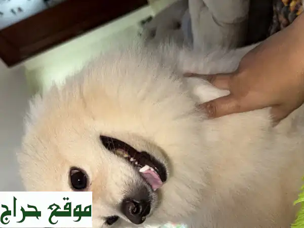 تبنَّ رفيقاً وفياً مجاناً! 🐾 كلب جميل يبحث عن منزل دافئ واهتمام لا يقدر بثمن. 3