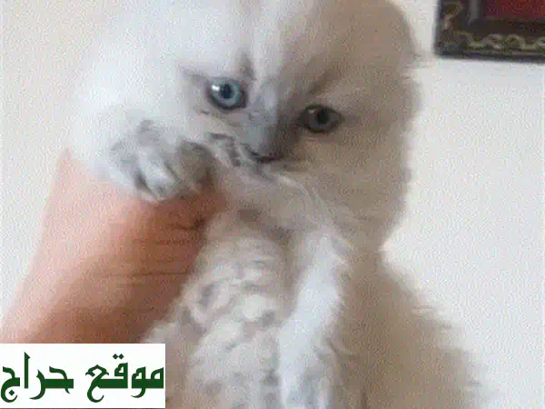 فرصة نادرة: قطط بريطانية (بريتش شورت هير) أصيلة بعمر شهرين - كيوت وصحية! 3