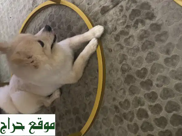 تبنَّ رفيقاً وفياً مجاناً! 🐾 كلب جميل يبحث عن منزل دافئ واهتمام لا يقدر بثمن. 2
