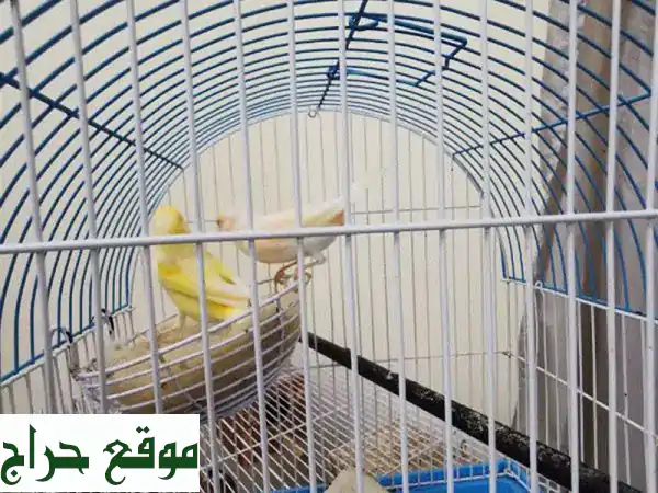 زوج كناري منتج للبيع: ذكر أصفر مغرد وأنثى برتقالية | جمال الصوت والألوان بانتظارك! 4
