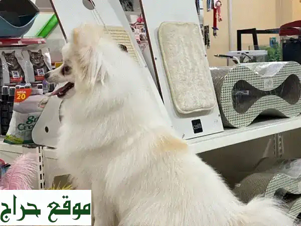فرصة ذهبية! كلب بومرينيان للبيع (8 شهور) - جرو ودود وصحة ممتازة | بـ 200 ريال أو بدل آيفون 15! 3