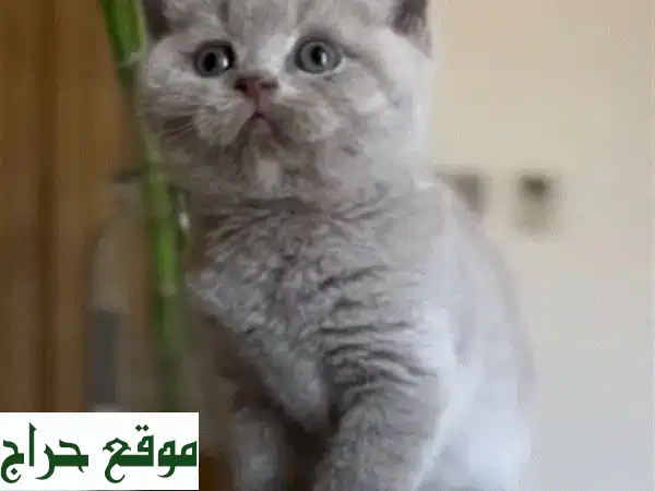 قط بريطاني ذكر ساحر للبيع! (45 يوم) - رفيقك المثالي ينتظرك