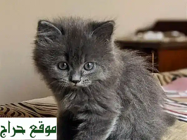 قط بريطاني ذكر ساحر للبيع! (45 يوم) - رفيقك المثالي ينتظرك 3