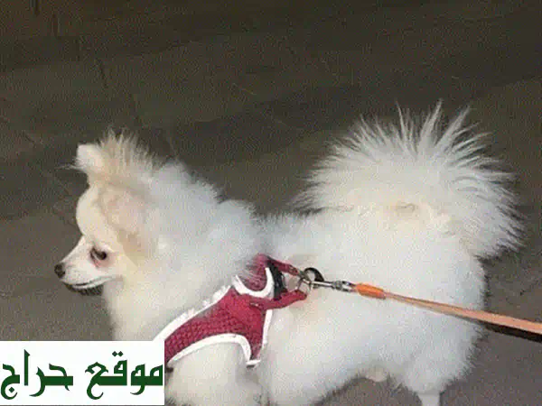 فرصة ذهبية! كلب بومرينيان للبيع (8 شهور) - جرو ودود وصحة ممتازة | بـ 200 ريال أو بدل آيفون 15! 2
