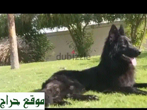 للبيع: جراء جيرمن شيبرد لونج هير (شولاين) | أهالي أبطال وارد الخارج ذكور وإناث 3