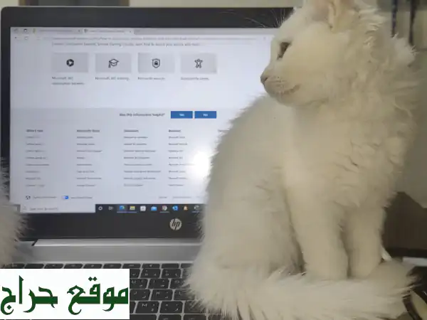 تبنى قططاً رائعة مجاناً في عجمان! رفاق ودودون ومحبون بانتظار منزل دافئ. 2