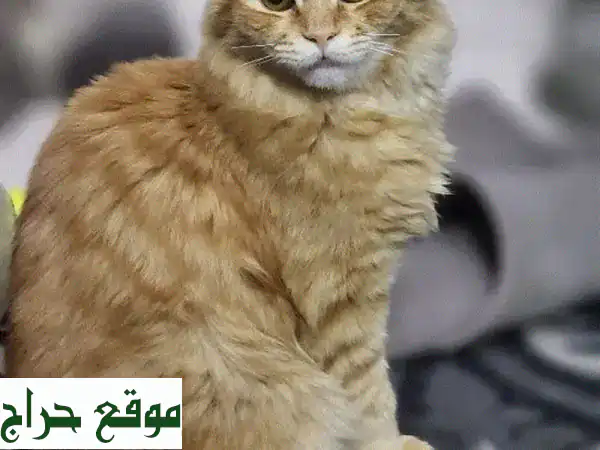 فرصة لا تُعوّض: تبنَّ قطًا أشقر رائعًا مجانًا! (ذكر، 5 أشهر، ودود وهادئ) 2
