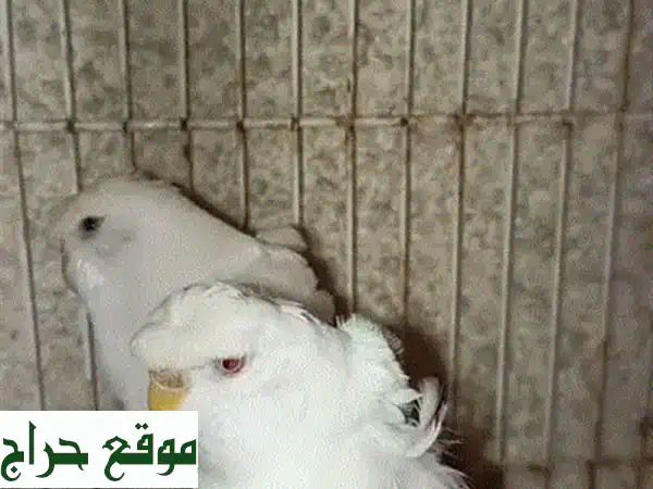 طائر البلبل خد ابيض 2