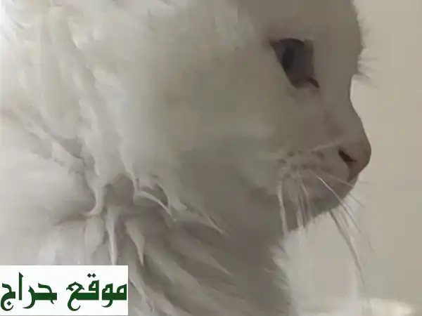 تبنى قططاً رائعة مجاناً في عجمان! رفاق ودودون ومحبون بانتظار منزل دافئ. 3