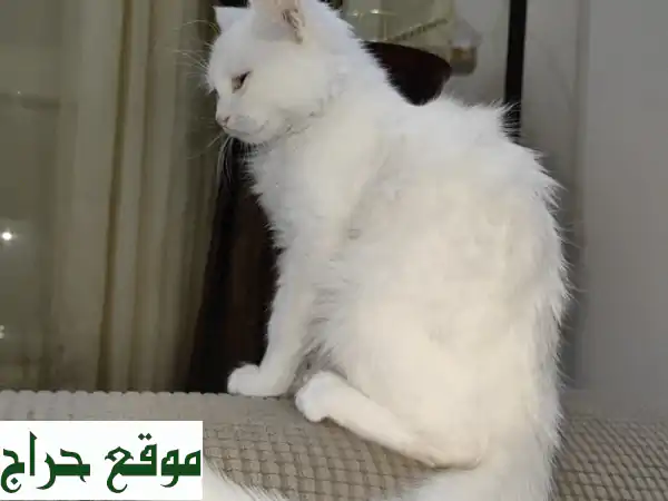 تبنى قططاً رائعة مجاناً في عجمان! رفاق ودودون ومحبون بانتظار منزل دافئ. 4