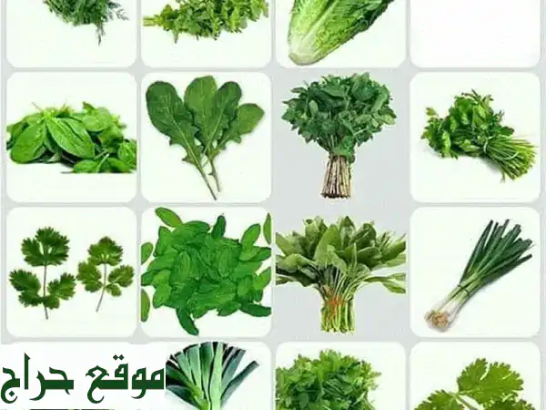 مزارع الصعيدي: ورقيات وخضروات طازجة بجودة لا تُضاهى | توصيل سريع بالرياض