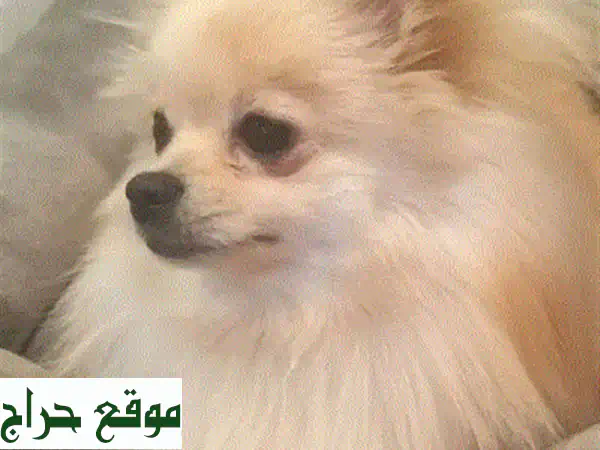 للبيع: جراء جيرمن شيبرد لونج هير (شولاين) | أهالي أبطال وارد الخارج ذكور وإناث 2