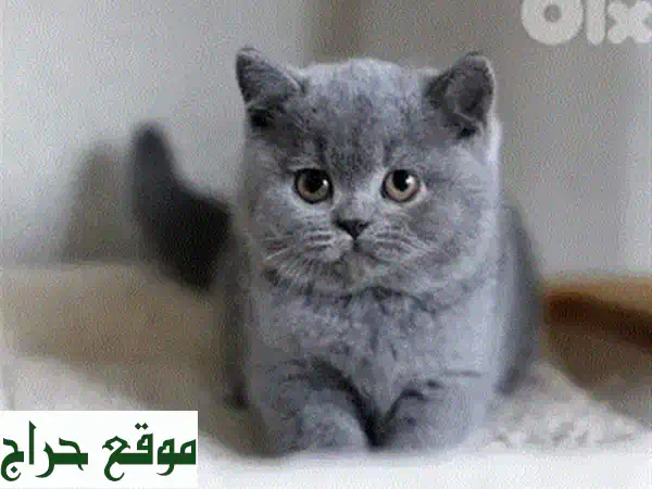 قط بريطاني ذكر ساحر للبيع! (45 يوم) - رفيقك المثالي ينتظرك 4
