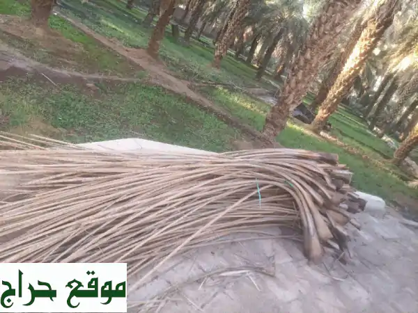 فرصة ذهبية: 250 حبة جريد مقشر جاهز بالمدينة المنورة (حي العوالي) | جودة عالية للاستخدام الفوري
