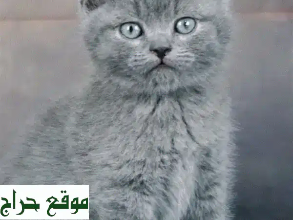 قط بريطاني ذكر ساحر للبيع! (45 يوم) - رفيقك المثالي ينتظرك 2