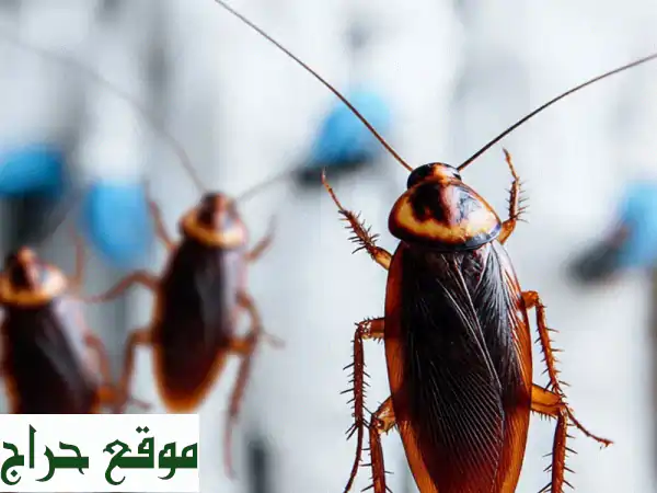 وداعًا للحشرات نهائيًا! شركة جزيرة الثلج: مكافحة حشرات فورية بضمان سنة 2