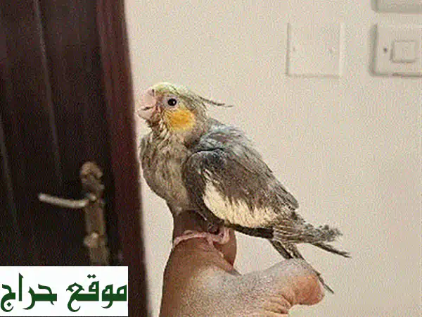 للبيع: ببغاء كوكاتيل صغير وصحي ونشيط جداً 🐦 رفيقك الجديد في مسقط! 2