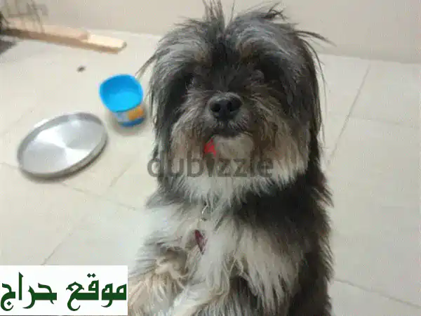 وداعًا مؤقتًا لأصدقاء أوفياء! 🐾 كلاب للبيع (جراوي) بالمنامة، شارع المعارض - فرصة لا تعوض! 2