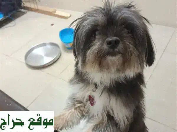 وداعًا مؤقتًا لأصدقاء أوفياء! 🐾 كلاب للبيع (جراوي) بالمنامة، شارع المعارض - فرصة لا تعوض! 4
