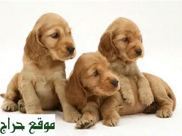 جرو بج (Pug) مستورد فاخر للبيع: صغير الحجم، أصيل، ومدرب! رفيق عائلتك المثالي 3
