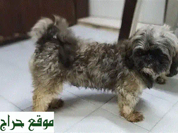 كلب أليف أبيض مُدَرَّب للبيع | رفيق عائلي لطيف ومُطَعَّم وجاهز للمنزل 3
