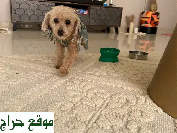 بودل أنثى للبيع 🐾: رفيقة العائلة المثالية! لعوبة، مدربة، ومطعمة بالكامل (عمر 3 سنوات). 4