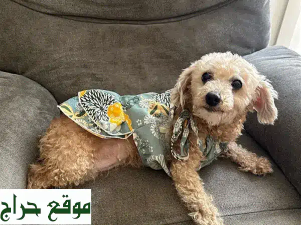 بودل أنثى للبيع 🐾: رفيقة العائلة المثالية! لعوبة، مدربة، ومطعمة بالكامل (عمر 3 سنوات). 3