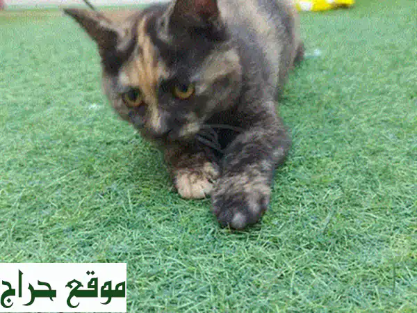 قطة فارسية تركية للبيع 🐾 كيتن شهرين | لعوب، حنون، وصحي جداً | فرصة لا تفوت! 3