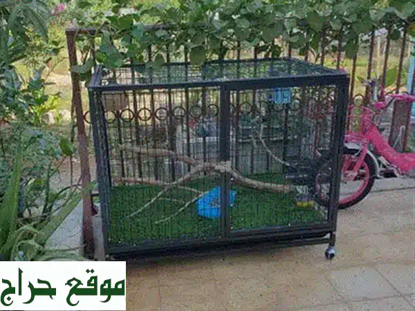 كلب أليف أبيض مُدَرَّب للبيع | رفيق عائلي لطيف ومُطَعَّم وجاهز للمنزل 2