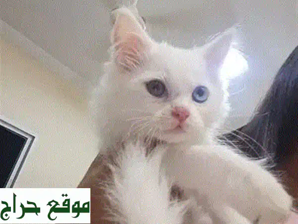 قطة فارسية تركية للبيع 🐾 كيتن شهرين | لعوب، حنون، وصحي جداً | فرصة لا تفوت! 2
