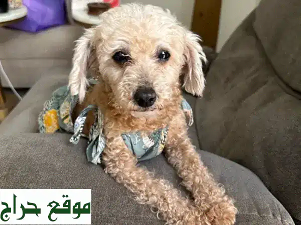 بودل أنثى للبيع 🐾: رفيقة العائلة المثالية! لعوبة، مدربة، ومطعمة بالكامل (عمر 3 سنوات). 2
