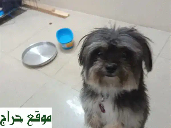 وداعًا مؤقتًا لأصدقاء أوفياء! 🐾 كلاب للبيع (جراوي) بالمنامة، شارع المعارض - فرصة لا تعوض! 3