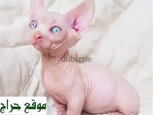 أروع قطط بنغال نقية للبيع - جاهزة لقلبك! 💖 (جواز سفر وميكروتشيب) 4