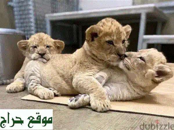 صغار شمبانزي أليفة للبيع: ودودة، مدربة، ومطعمة – رفيقك الجديد ينتظرك! 4