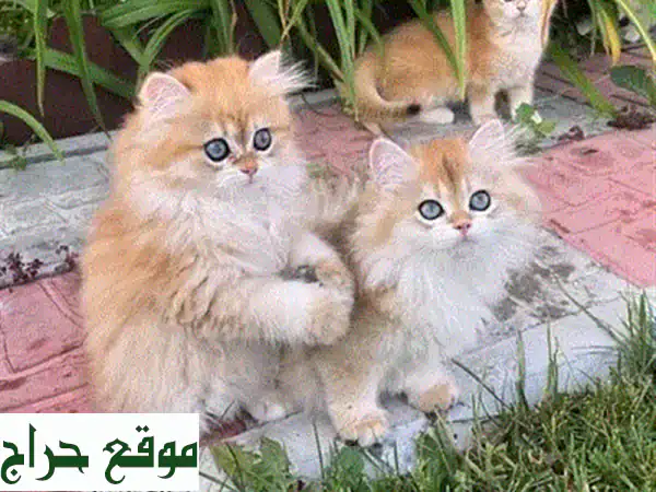 أروع قطط بنغال نقية للبيع - جاهزة لقلبك! 💖 (جواز سفر وميكروتشيب) 3