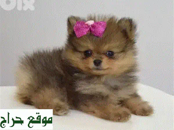 جرو بج (Pug) مستورد فاخر للبيع: صغير الحجم، أصيل، ومدرب! رفيق عائلتك المثالي 2