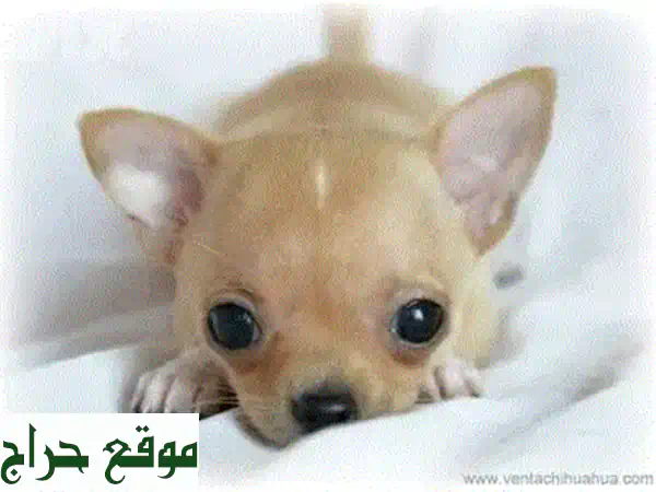 جرو بج (Pug) مستورد فاخر للبيع: صغير الحجم، أصيل، ومدرب! رفيق عائلتك المثالي 4
