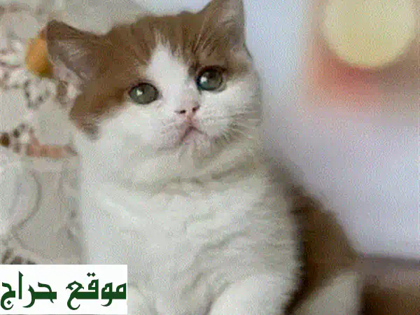 قطط سكوتش فولد جولدن شينشيلا للبيع | رفيقك الذهبي المثالي في لبنان 4