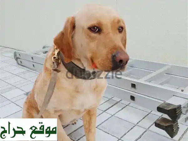 فرصة رائعة! كلبة جولدن ريتريفر أنثى للبيع - ودودة، مرحة وصحية (4 سنوات) - مثالية للعائلة 2