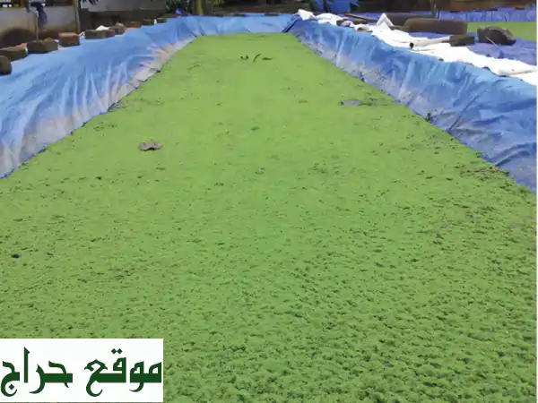 أزولا الإمارات: جودة فائقة، أسعار تنافسية، توصيل سريع لرضا الجميع!