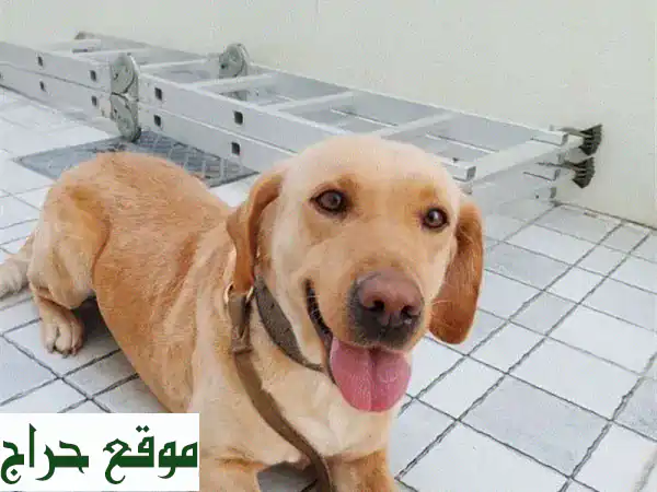 فرصة رائعة! كلبة جولدن ريتريفر أنثى للبيع - ودودة، مرحة وصحية (4 سنوات) - مثالية للعائلة 3