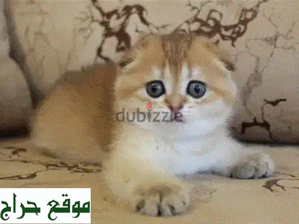 قطط سكوتش فولد جولدن شينشيلا للبيع | رفيقك الذهبي المثالي في لبنان 2