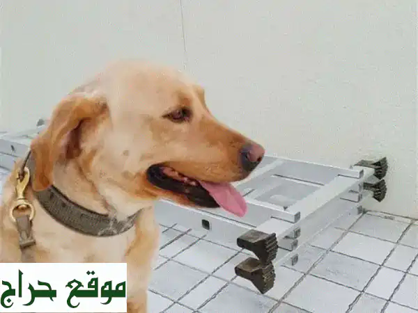 فرصة رائعة! كلبة جولدن ريتريفر أنثى للبيع - ودودة، مرحة وصحية (4 سنوات) - مثالية للعائلة 4