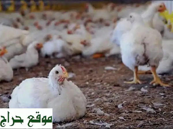 دواجن طازجة مزارع سويحان وأبو كرية والعراد: صحة وجودة لا تضاهى لمائدتك! 2