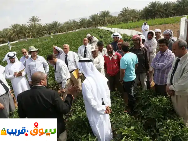 أنا مندوب أوفر عاملات منزليات للتنظيف والطبخ ورعاية الاطفال وكبار السن، بخبرة وجدد، مع ضمان، دوام ...